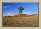 Lone Gum Tree
