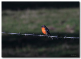 Male Flame Robin