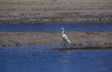 Australian Eastern Great Egret