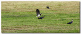Straw-necked Ibis 