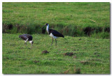 Straw-necked Ibis 