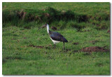 Straw-necked Ibis 