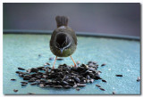 White - browed Scrubwren