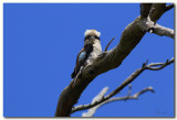 Kookaburra watching