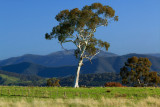 Mansfield