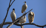 Australian White Ibis