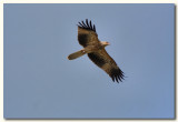 Whistling Kite 