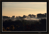 Misty Morning