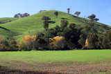 Thornton