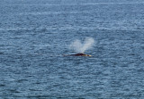 Southern Right Whale