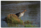 Wood Duck