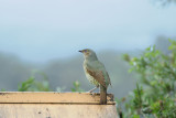 Bower Bird. 