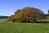 Gippsland Pastures