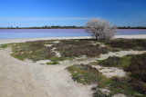 Pink Lake