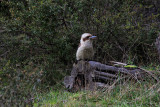 Kookaburra at  Boroka Lookout 