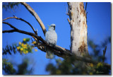 Sulphur Crested Cockatoo