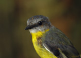 Yellow Breasted Robin