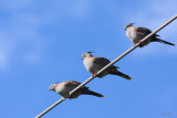 Crested Pigeons