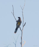 Wattle Bird