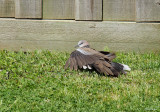 Spotted Dove