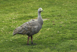 Cape Barren Goose.