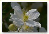 white clematis