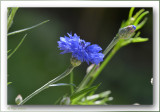 korenbloem  bleuet  cornflower
