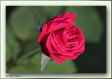 red rose dame de coeur