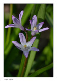 Sterhyacinth (Scilla)