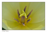 close-up yellow tulip