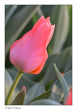 tulip in the evening sun
