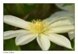 clematis