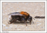 bumblebee - hommel