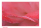 rose petals 
