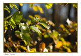 FALL