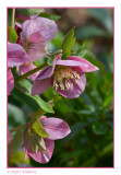 Helleborus - Nieskruid
