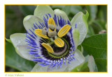 Passiflora