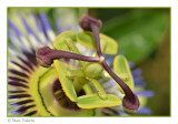 passiflora close-up