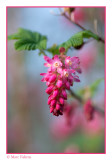 Rode ribes - Ribes sanguineum