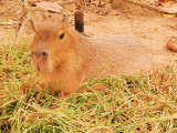 Capybara