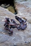 Piece of Bull-kelp dried on the rocks