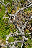 Lichen at the Neck