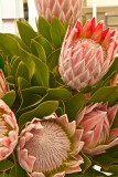 Proteas