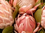 Proteas