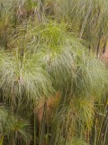 Grasses, taller than me.