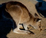 Young Wallaby