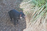 Tasmanian Devil in its enclosure