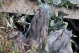 Tawny Frogmouths