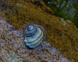 Sea snail