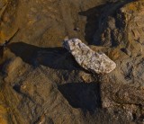 Quartzite embedded in sedimentary rock